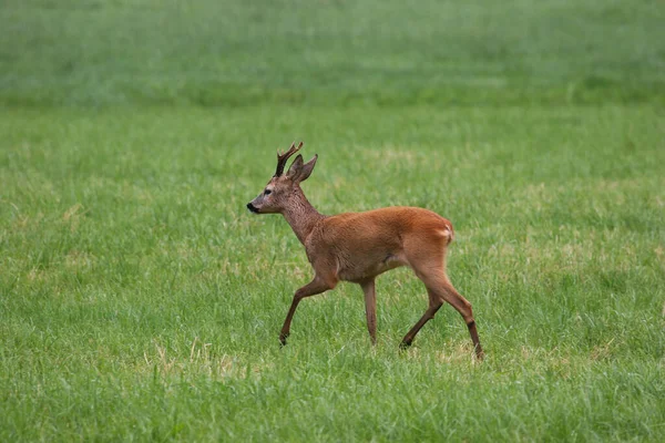 Çayırda yumurta geyiği