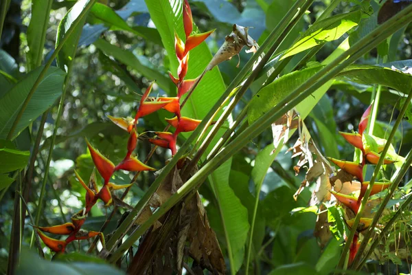 Kızıl Palulu, Heliconia bihai, çiçekler ve yapraklarla nemli ve ilkel yağmur ormanları manzarası