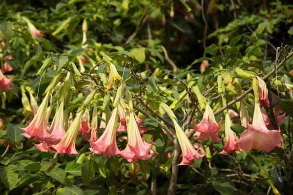 Meleğin trompeti, brugmansia aurea, çalılıklarda asılı duran çiçekler.