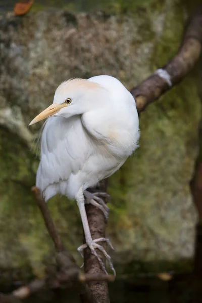 Bílá Skvrna Zoo — Stock fotografie