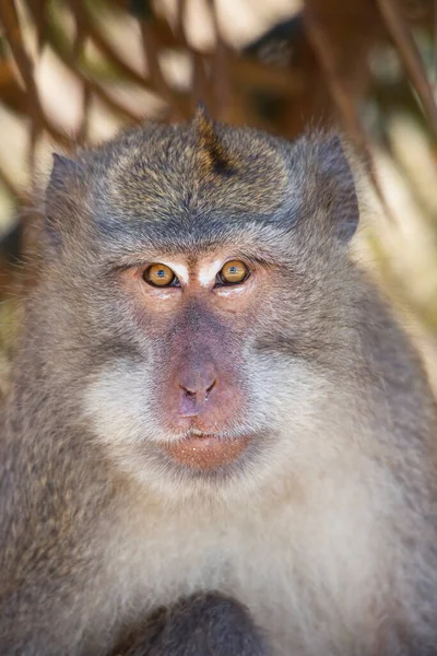 Жратва Длиннохвостый Макак Macaca Fascicularis Расслабленное Наблюдение Районом — стоковое фото