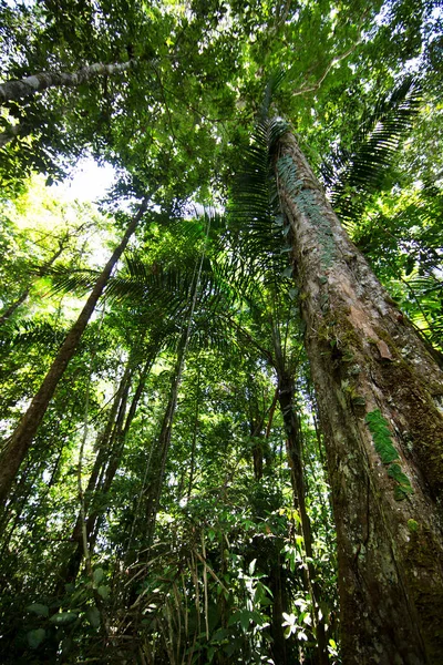 Ormandaki yemyeşil yemyeşil