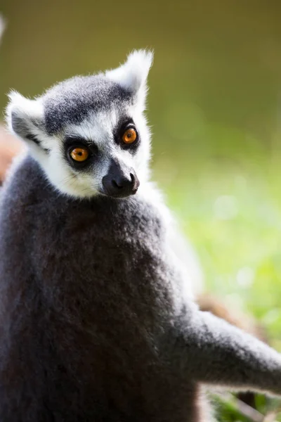 Porträtt Söt Lemur Trädet — Stockfoto