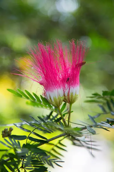 Hermosas Flores Jardín —  Fotos de Stock