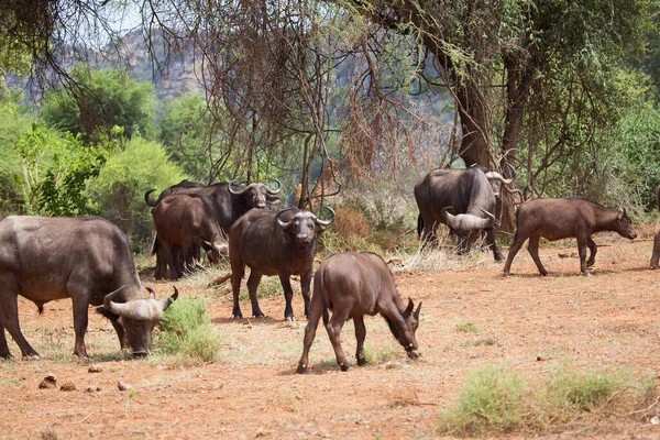 Afrikanische Bullen Der Savanne Von Kenia — Stockfoto