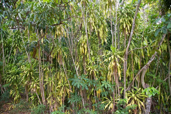 Krásný Botanický Záběr Tropická Zeleň — Stock fotografie