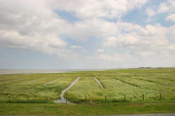 Green Field Sea — Stock Photo, Image