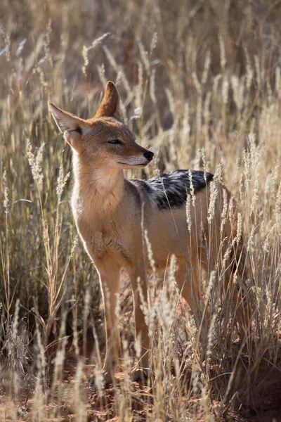 Siyah sırtlı çakal Canis mesomelas, Kalahari Çölü 'nün çayırlarını ve çayırlarını gözlüyor.
