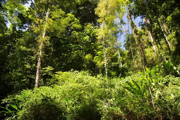 Exuberante Vegetación Tropical Selva — Foto de Stock