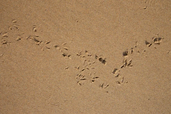 Sahilde ayak izleri.