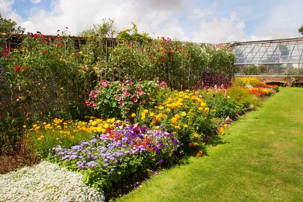 Bahçedeki güzel renkli çiçekler.