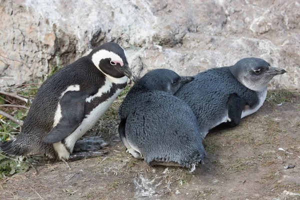 Wandern Und Bewegung Afrikanischer Oder Schwarzfußpinguin Spheniscus Demersus Kolonie Felsigen — Stockfoto