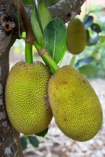 yeşil yaprakları ile ağaç üzerinde büyüyen durian meyve