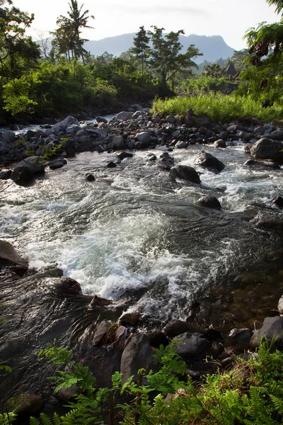 Yeşil orman sahnesinde akan kayalık nehir