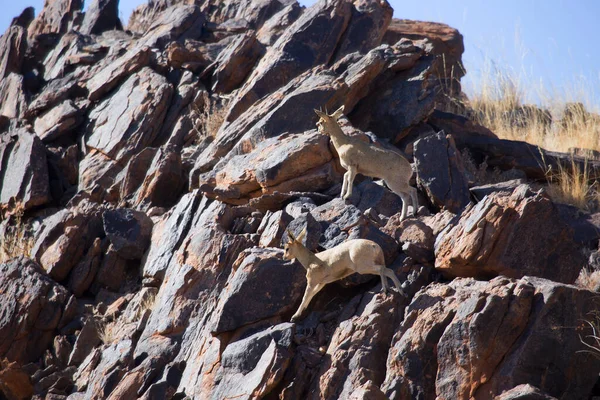 Klipspringer Oreotragus Oreotragus Hoppe Toppen Klipperne Karoo Bjergene - Stock-foto