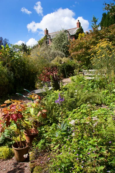 Hermoso Jardín Verano Con Plantas Verdes — Foto de Stock