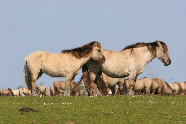 Herd Konik Horses Water — Stock Photo, Image