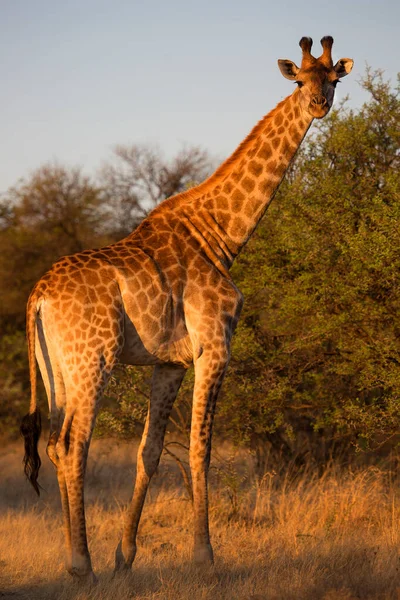 Vahşi yaşam, Afrika 'daki zürafa manzarası