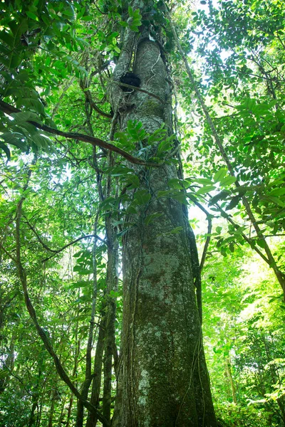 Exuberante Vegetación Tropical Selva — Foto de Stock