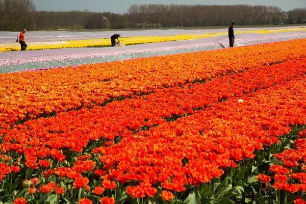 Bellissimi Tulipani Nel Campo — Foto Stock