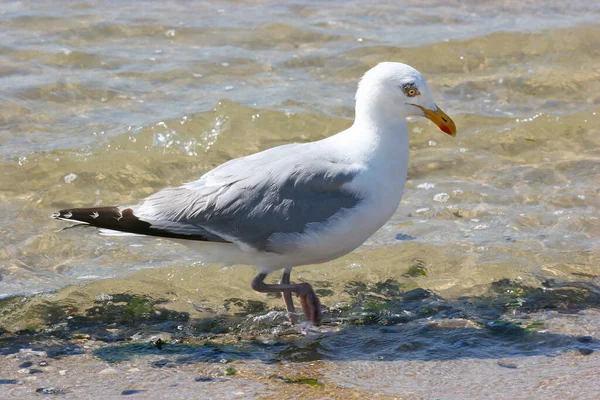 Meeuw Het Strand — Stockfoto