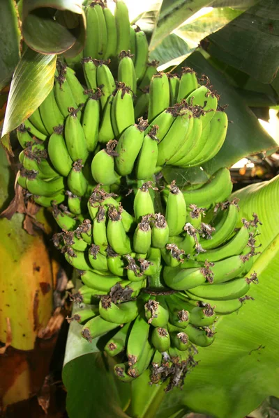 Bananenboom Tuin — Stockfoto