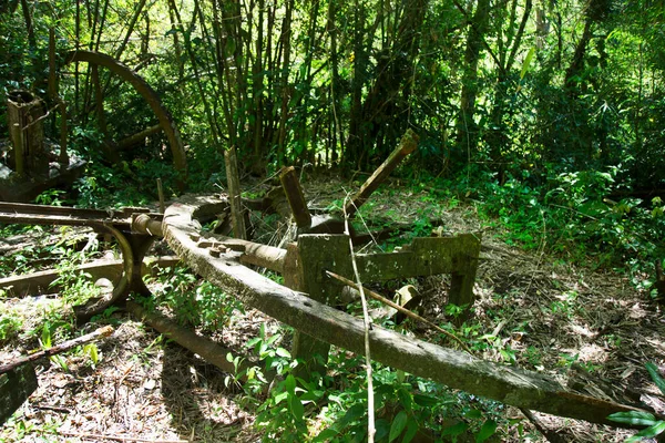 Ormandaki yeşil orman