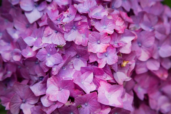 Gyönyörű Hortenzia Virágok Kertben — Stock Fotó