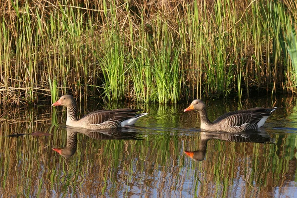 Ett Par Ankor Vattnet — Stockfoto