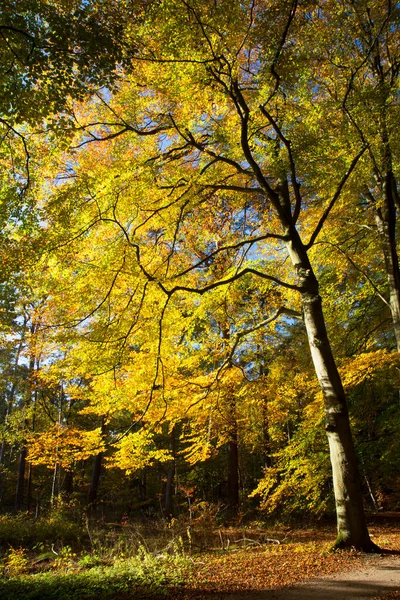 Höst Landskap Med Färgglada Träd — Stockfoto