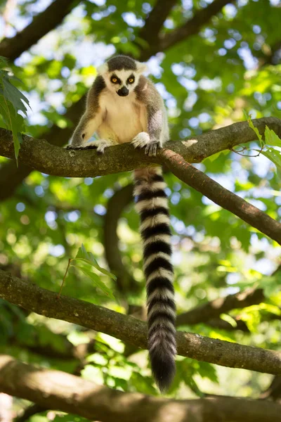 Tiro Vertical Macaco Jovem Sentado Galho Árvore — Fotografia de Stock