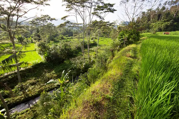 Krásná Zelená Džungle Scéna Zemědělskými Poli — Stock fotografie