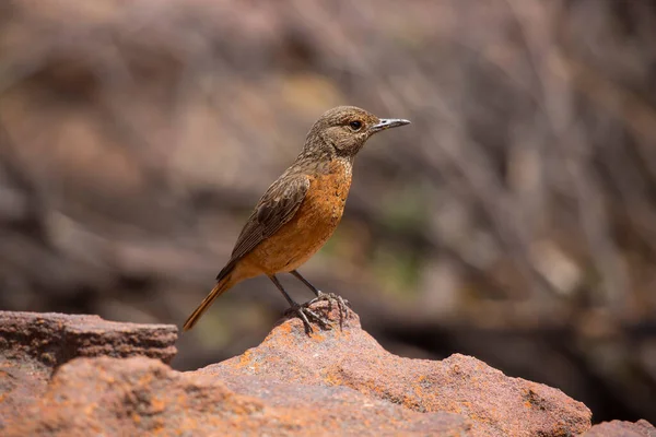 Ein Vogel Auf Den Felsen — Stockfoto