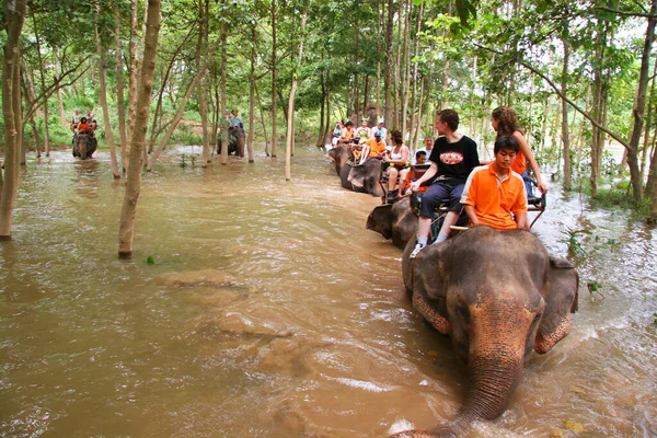 Традиционный Тайский Тур Слонах — стоковое фото