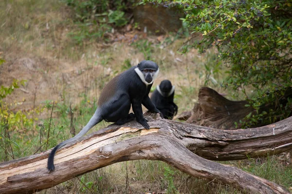 Şirin bir maymunun fotoğrafı