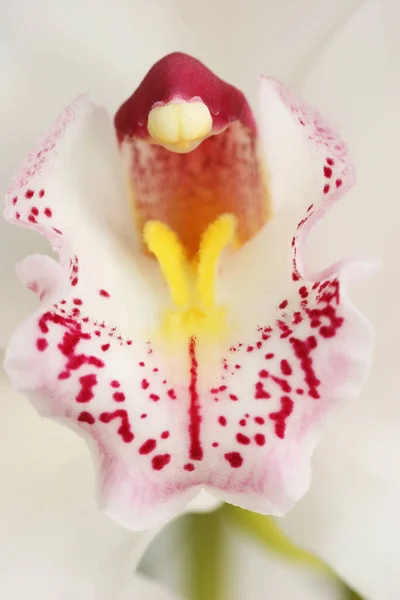 Belle Fleur Orchidée Dans Jardin — Photo