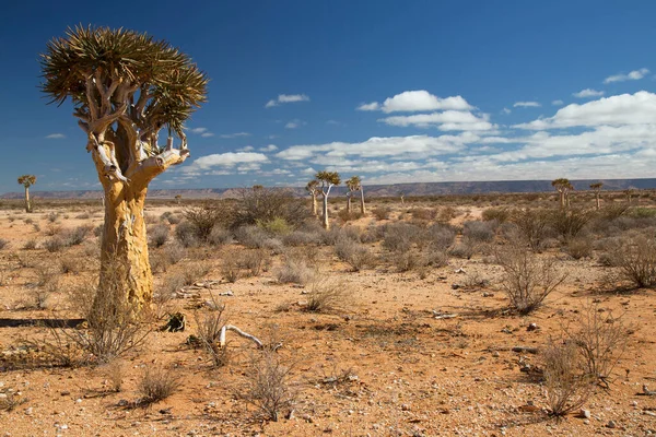 Titrek ağaçlar veya Kokerboom ormanı, Aloidendron ikilemi, Karoo bölgesinin tipik ıssız kayalık çöl manzarası ve Nothe Cape