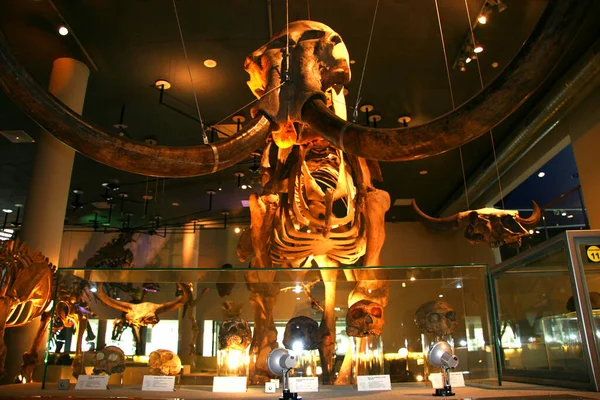 Leiden, Hollanda 'daki Naturalis Biyolojik Çeşitlilik Merkezi' nin içi