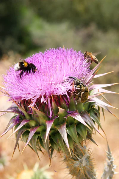 Saint Marys Thisle Silybum Marianum Volle Bloei Met Bijen Die — Stockfoto