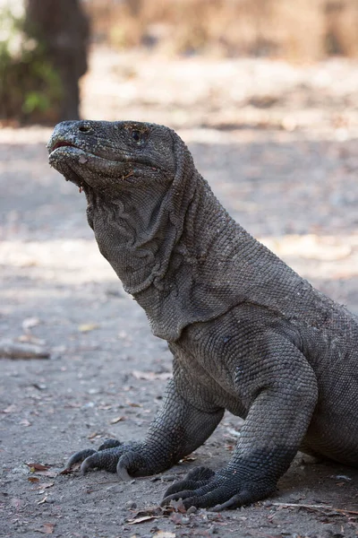 Komodo ejderhasının doğal ortamdaki yakın çekimi.