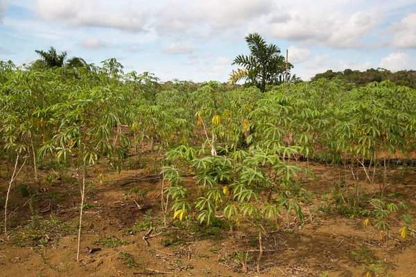 yeşil tropikal tarım çiftliği görünümü