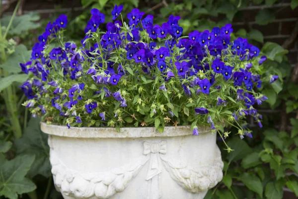 Tipik eski Hollanda tuğla evleri ve ahşap vintage giriş kapısı olan tarihi köy merkezi. Sokak mobilyaları, banklar, saksılar ve bitkiler.