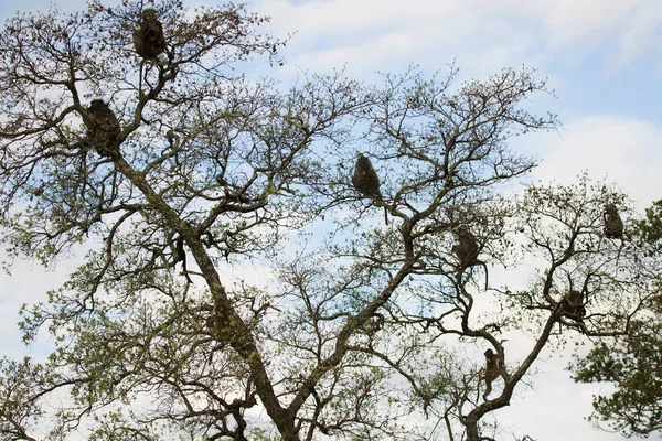 Babuínos Bonitos Ambiente Selvagem — Fotografia de Stock