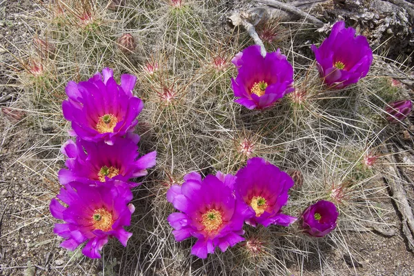 Çölde güzel mor kaktüsler