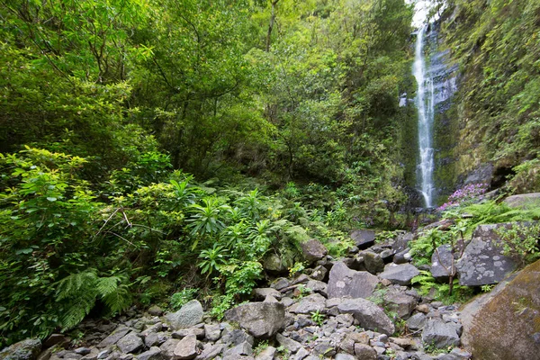 森の中の大きな滝 — ストック写真