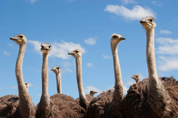 Grupa Młodych Strusiów Struthio Camelus Spacerujących Razem Otwartych Równinach — Zdjęcie stockowe