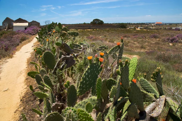 Kum yolu boyunca büyüyen büyük bir kıyı dikenli armut kaktüs grubu