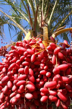 Güzel bir hurma ağacının yakın çekimi.