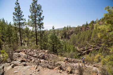Parlak güneş ışığında subtropikal orman sahnesi