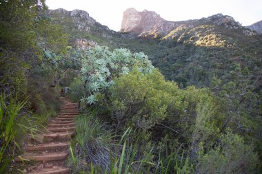 Ormandaki dağların yolu